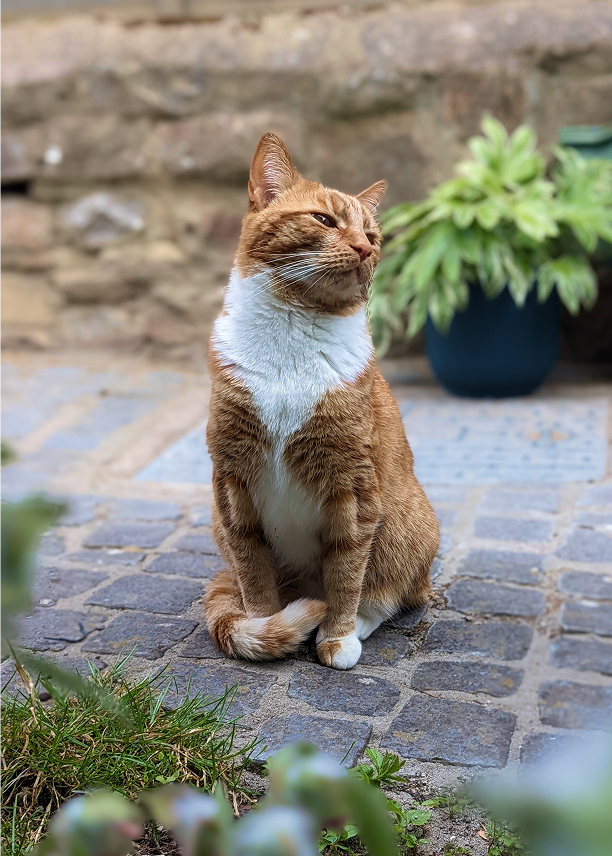 Summer the cat